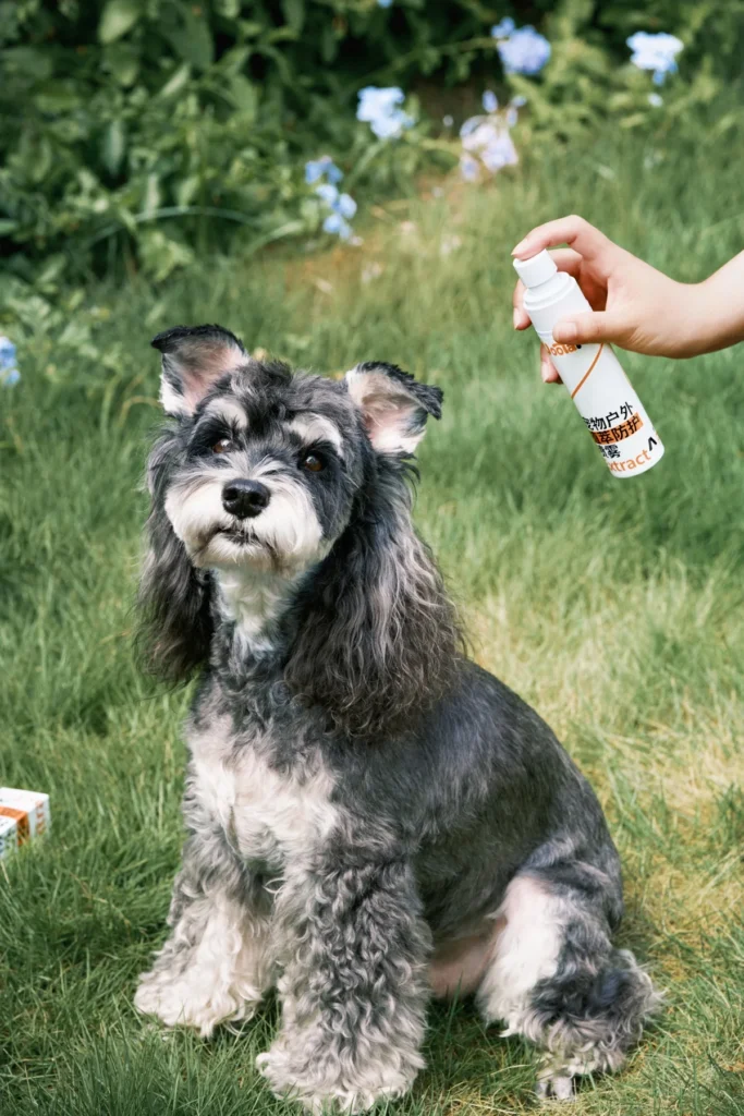犬只在户外场景中的日常护理