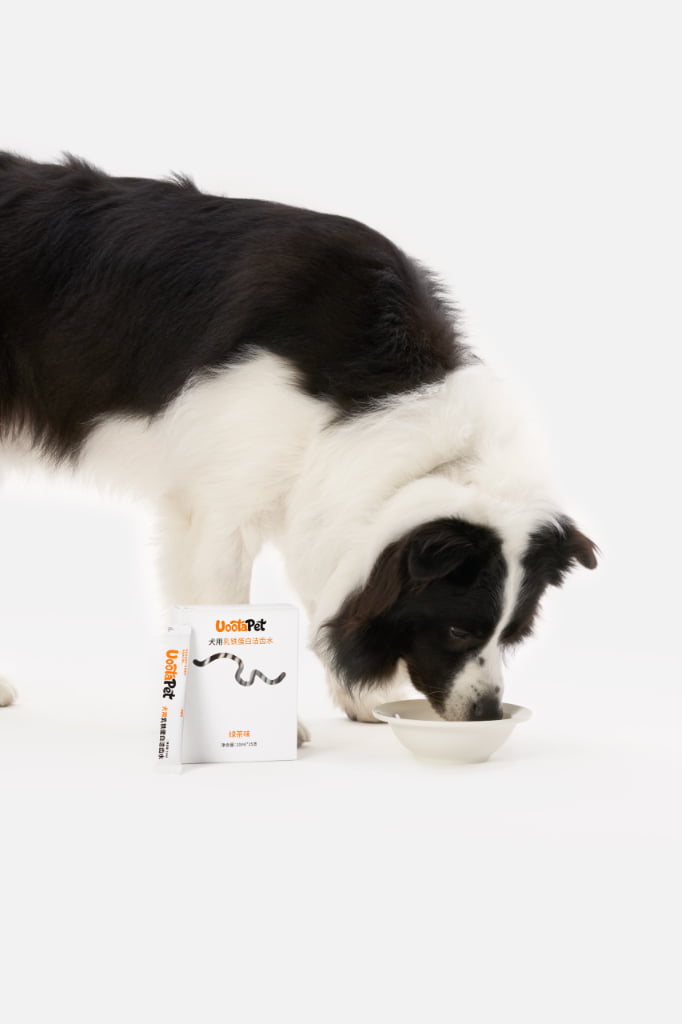 犬只饮水与 UootaPet 乳铁蛋白洁齿水的日常场景